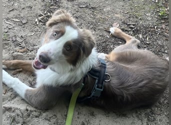 Lui sucht seine für immer Familie