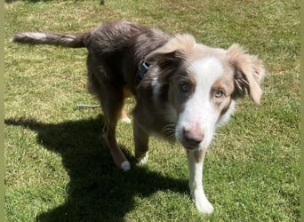 Lui sucht seine für immer Familie