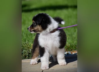 Australian Shepherd Welpen