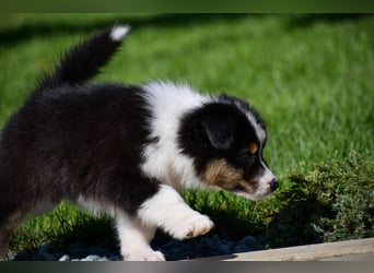 Australian Shepherd Welpen