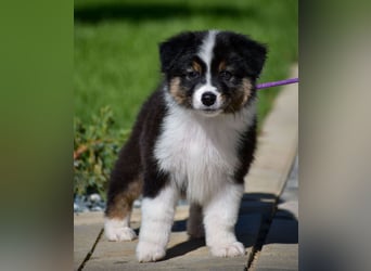 Australian Shepherd Welpen