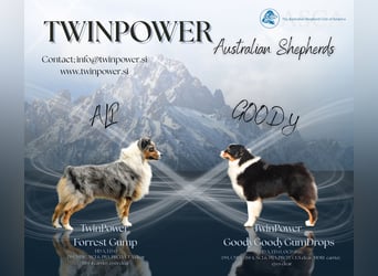 Australian Shepherd Welpen