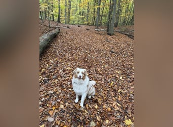 Australian Shepherd Rüde, 4 Jahre – in liebevolle Hände abzugeben