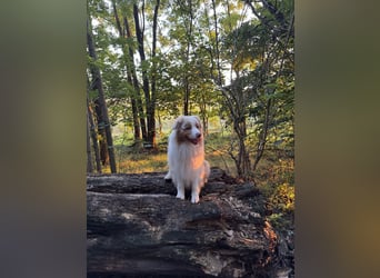Australian Shepherd Rüde, 4 Jahre – in liebevolle Hände abzugeben