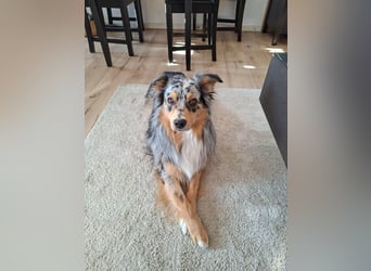 Bewegungsfreudiger Australian Shepherd Kahlo wartet in 10405 Berlin.