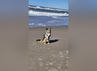 Bewegungsfreudiger Australian Shepherd Kahlo wartet in 10405 Berlin.