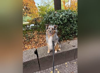Bewegungsfreudiger Australian Shepherd Kahlo wartet in 10405 Berlin.