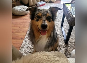 Bewegungsfreudiger Australian Shepherd Kahlo wartet in 10405 Berlin.