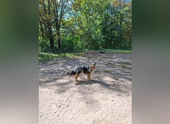 Bewegungsfreudiger Australian Shepherd Kahlo wartet in 10405 Berlin.