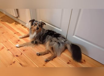 Bewegungsfreudiger Australian Shepherd Kahlo wartet in 10405 Berlin.