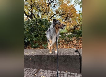 Bewegungsfreudiger Australian Shepherd Kahlo wartet in 10405 Berlin.