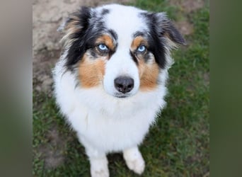 Anouk - ist neugierig&freundlich