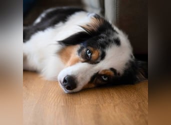 Anouk - ist neugierig&freundlich