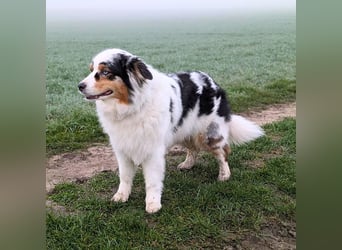 Anouk - ist neugierig&freundlich