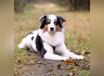 Anouk - ist neugierig&freundlich