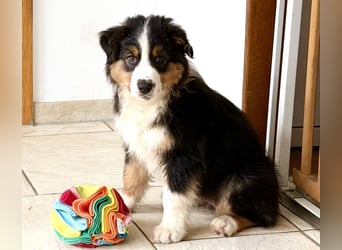 Bezaubernde Australian Shepherd Welpen (ASCA) suchen ein tolles Zuhause