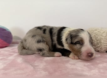 Bezaubernde Australian Shepherd Welpen (ASCA) suchen ein tolles Zuhause