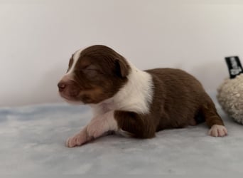 Bezaubernde Australian Shepherd Welpen (ASCA) suchen ein tolles Zuhause
