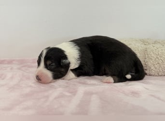 Bezaubernde Australian Shepherd Welpen (ASCA) suchen ein tolles Zuhause