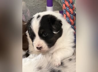 Bezaubernde Australian Shepherd Welpen (ASCA) suchen ein tolles Zuhause