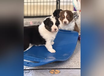 Bezaubernde Australian Shepherd Welpen (ASCA) suchen ein tolles Zuhause