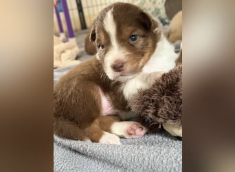 Bezaubernde Australian Shepherd Welpen (ASCA) suchen ein tolles Zuhause