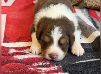 Bezaubernde Australian Shepherd Welpen (ASCA) suchen ein tolles Zuhause