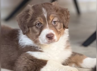 Bezaubernde Australian Shepherd Welpen (ASCA) suchen ein tolles Zuhause