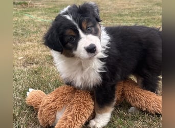 Bezaubernde Australian Shepherd Welpen (ASCA) suchen ein tolles Zuhause