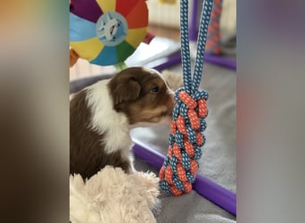 Bezaubernde Australian Shepherd Welpen (ASCA) suchen ein tolles Zuhause