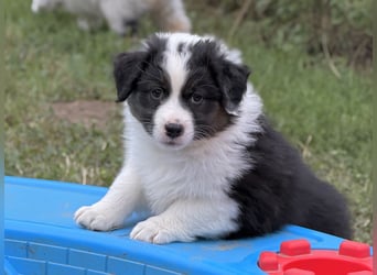 Bezaubernde Australian Shepherd Welpen (ASCA) suchen ein tolles Zuhause