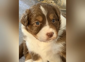 Bezaubernde Australian Shepherd Welpen (ASCA) suchen ein tolles Zuhause