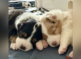 Bezaubernde Australian Shepherd Welpen (ASCA) suchen ein tolles Zuhause