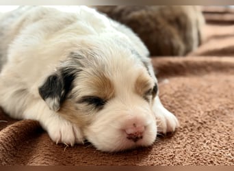 Bezaubernde Australian Shepherd Welpen (ASCA) suchen ein tolles Zuhause