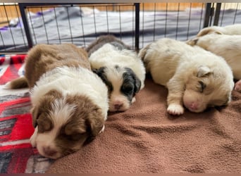 Bezaubernde Australian Shepherd Welpen (ASCA) suchen ein tolles Zuhause