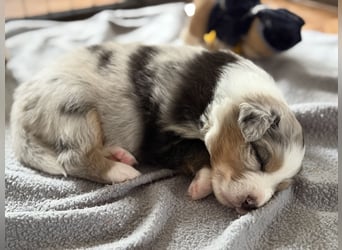 Bezaubernde Australian Shepherd Welpen (ASCA) suchen ein tolles Zuhause