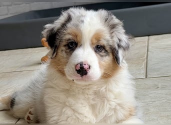 Bezaubernde Australian Shepherd Welpen (ASCA) suchen ein tolles Zuhause