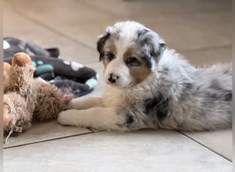 Bezaubernde Australian Shepherd Welpen (ASCA) suchen ein tolles Zuhause