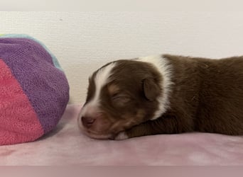 Bezaubernde Australian Shepherd Welpen (ASCA) suchen ein tolles Zuhause