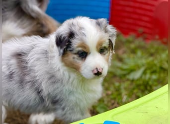 Bezaubernde Australian Shepherd Welpen (ASCA) suchen ein tolles Zuhause
