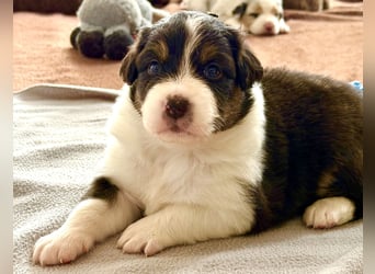 Bezaubernde Australian Shepherd Welpen (ASCA) suchen ein tolles Zuhause