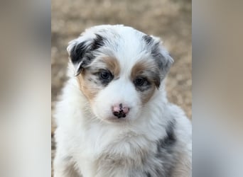 Bezaubernde Australian Shepherd Welpen (ASCA) suchen ein tolles Zuhause