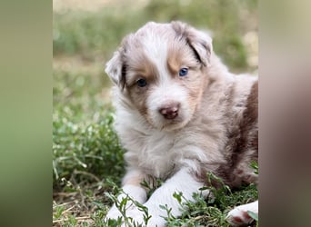 Bezaubernde Australian Shepherd Welpen (ASCA) suchen ein tolles Zuhause