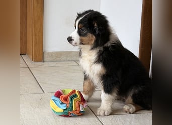 Bezaubernde Australian Shepherd Welpen (ASCA) suchen ein tolles Zuhause