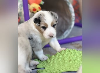 Bezaubernde Australian Shepherd Welpen (ASCA) suchen ein tolles Zuhause