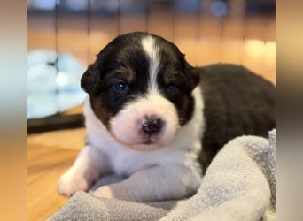 Bezaubernde Australian Shepherd Welpen (ASCA) suchen ein tolles Zuhause