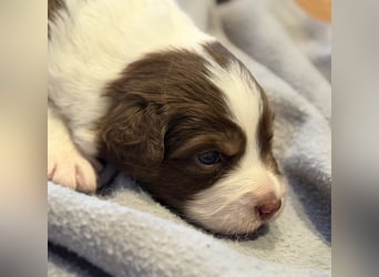 Bezaubernde Australian Shepherd Welpen (ASCA) suchen ein tolles Zuhause