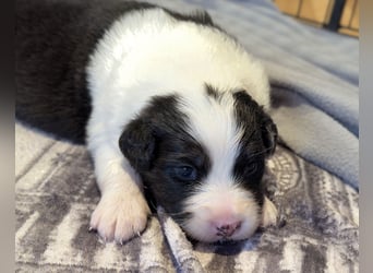 Bezaubernde Australian Shepherd Welpen (ASCA) suchen ein tolles Zuhause
