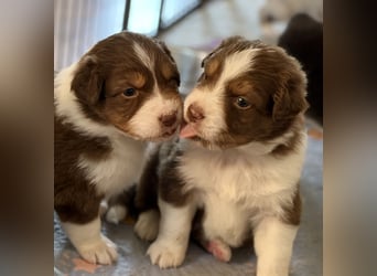 Bezaubernde Australian Shepherd Welpen (ASCA) suchen ein tolles Zuhause