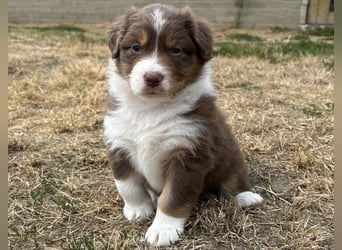 Bezaubernde Australian Shepherd Welpen (ASCA) suchen ein tolles Zuhause
